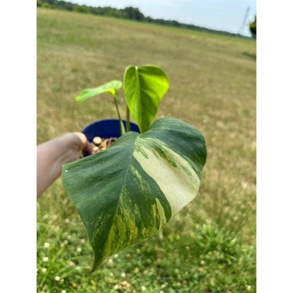 Monstera Aurea Variegated – Exact Live Rooted Plant - US Seller - A4
